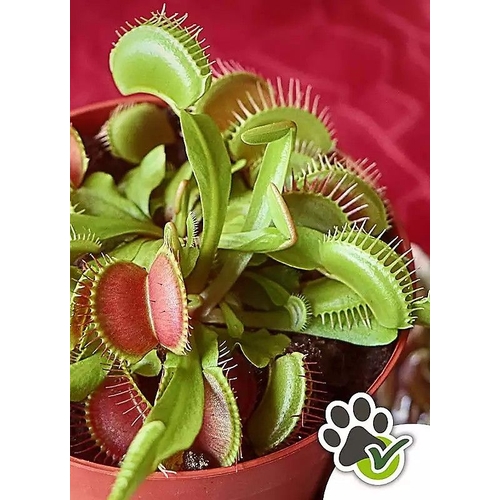Venus Fly Trap Plant - Jumbo Plant In 12Cm Pot - You Garden