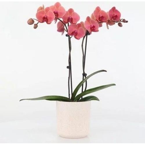 Phalaenopsis Asian Coral Moth Orchid Plant - 65cm Tall - 12cm Pot - Primrose - HP30000975