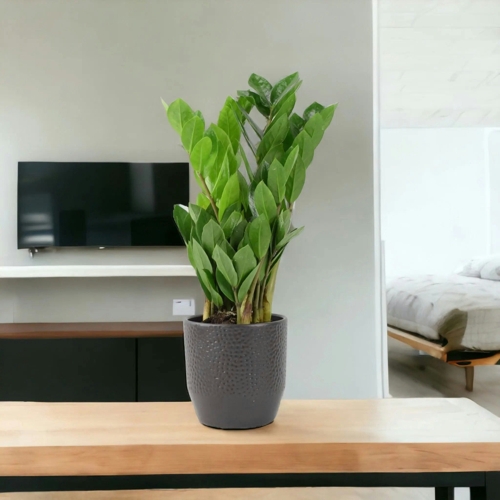 Zamioculcas Zamiifolia ZZ Plant - 2L Nursery Pot - Pack of 2