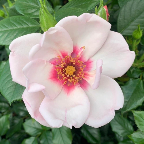 YouGarden Harkness Rose 'Chawton Cottage' - Climbing Rose - 4 Litre Pot