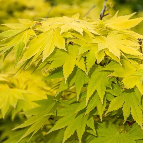 Thompson & Morgan Acer Shirasawanum Jordan - 3 Litre Potted Plant