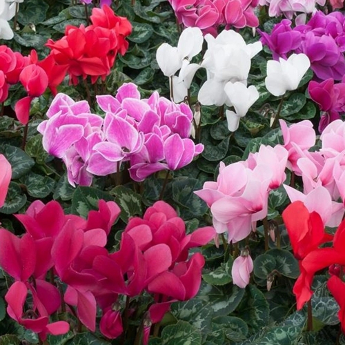 Cyclamen Garden Plants - Gardeners Dream - CYCMIX-CSP