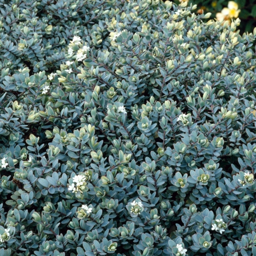 Hebe Pagei Evergreen Shrub - Gardeners Dream - Pagei