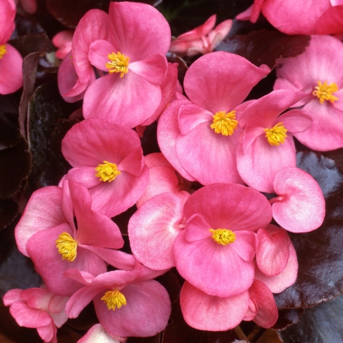 Begonia F1 Devil Rose - GardenersDream