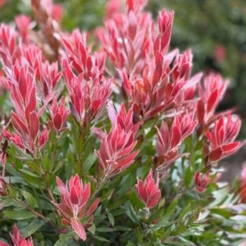 Callistemon Red Rocket - You Garden