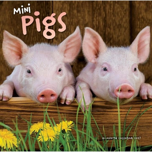 Mini Pigs Calendar 2027 - Rackhams