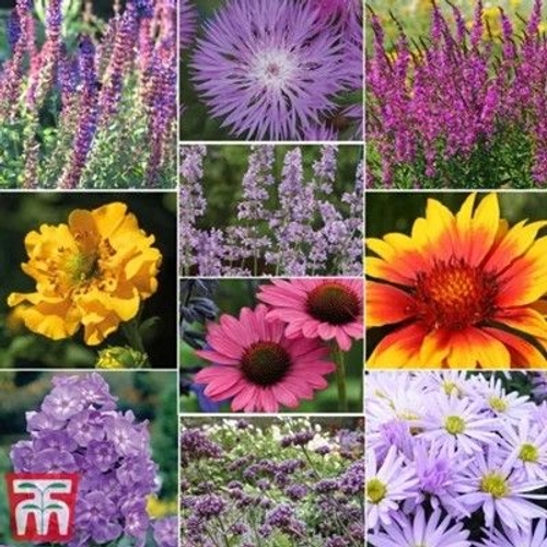 Thompson & Morgan Mixed Cottage Garden Perennials - 1 Potted Plant (9cm Pot)