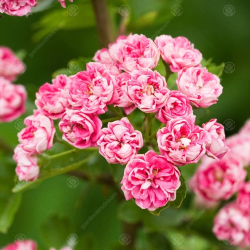 Crataegus Laevigata 'Rosea Flore Pleno' - Gardeners Dream